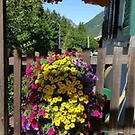 Stelzis Wald am Arlberg